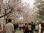 070411_sakura.jpg