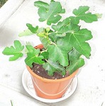 kimiyacco_070625.jpg