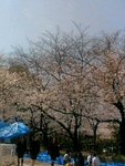 hanami.jpg